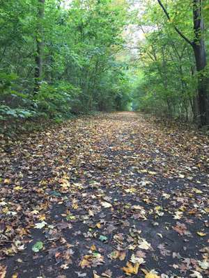 Hundeauslaufgebiet-Vingster Ring (Vingster Berg)-Bild