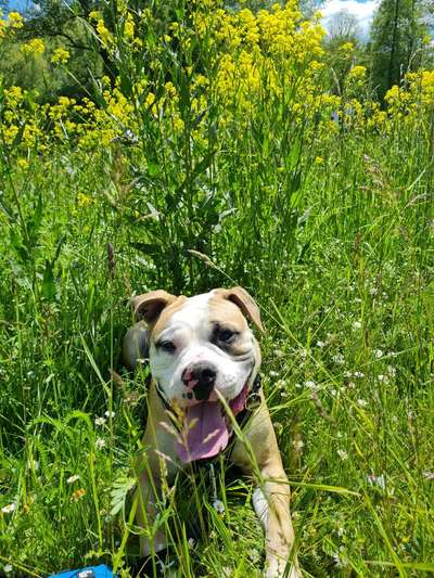 Die Dogorama Monats Challenge "Es grünt und blüht"-Beitrag-Bild