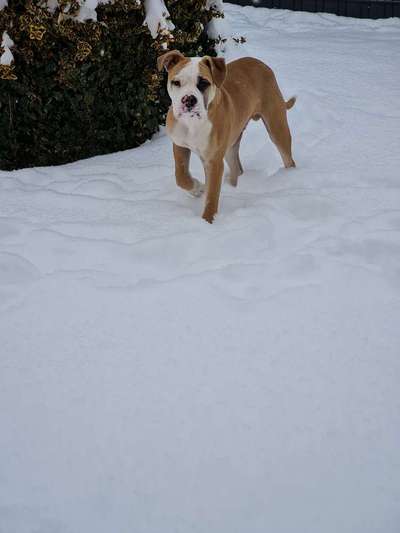 Wo sind meine AMERICAN BULLDOGS?-Beitrag-Bild