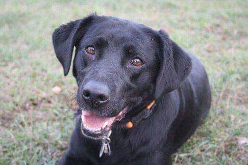 Labradorfans-Beitrag-Bild