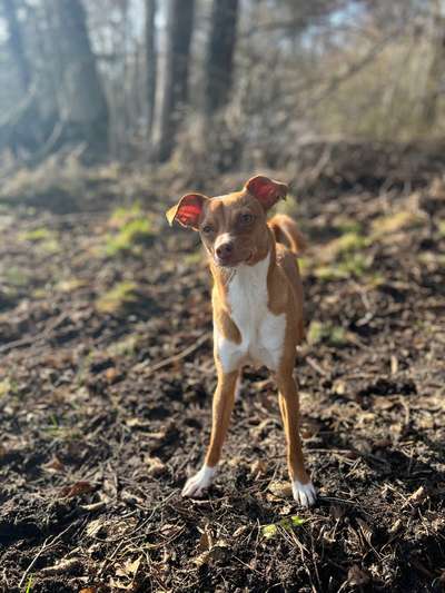 Hundetreffen-Spielrunde/Spaziergang-Bild