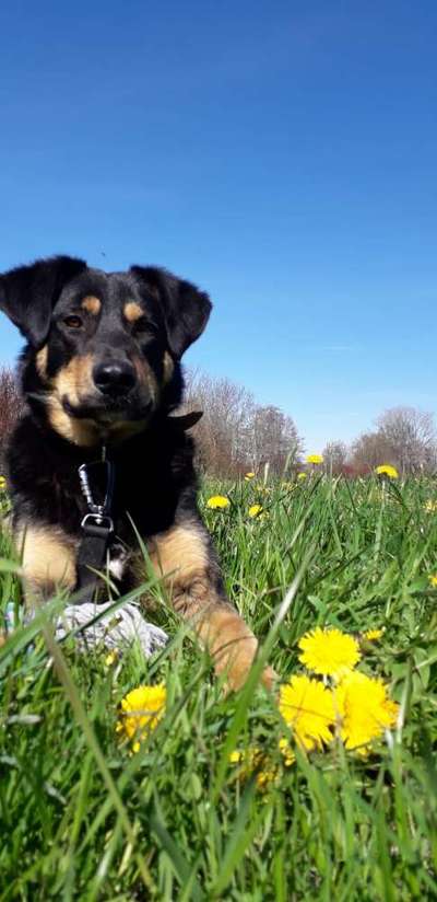 Auslandstierschutz-Beitrag-Bild