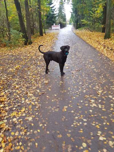 Magyar Vizsla UK-Beitrag-Bild