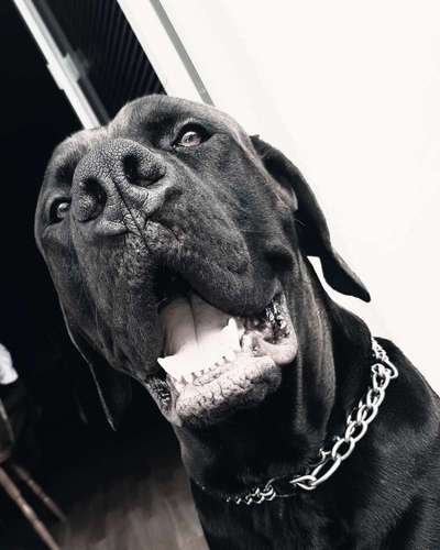 Labradorfans-Beitrag-Bild