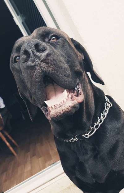 Magyar Vizsla UK-Beitrag-Bild