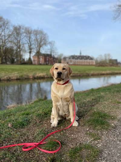 Hundetreffen-Junghunde treffen bitte nur Weibchen oder kastrierte Hunde-Bild