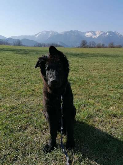 Alles rund um den Schäferhund, diskutieren erwünscht.-Beitrag-Bild