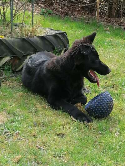 Hundetreffen-Spielgefährte-Bild