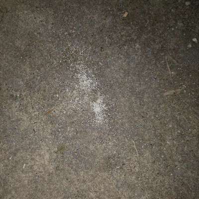 Giftköder-Vermutlich Rattengift-Bild