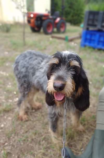 Tierschutzhunde suchen ein Zuhause-Beitrag-Bild