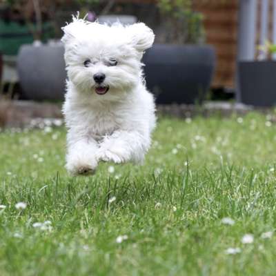 Hundetreffen-kleine Hunde/ Spaziergang mit Training-Bild