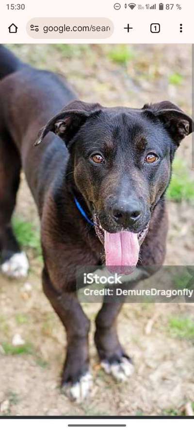 American Bully – Neue Einstufung als gefährlicher Hund in Braunschweig-Beitrag-Bild