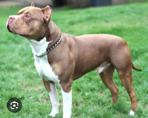 American Bully – Neue Einstufung als gefährlicher Hund in Braunschweig-Beitrag-Bild