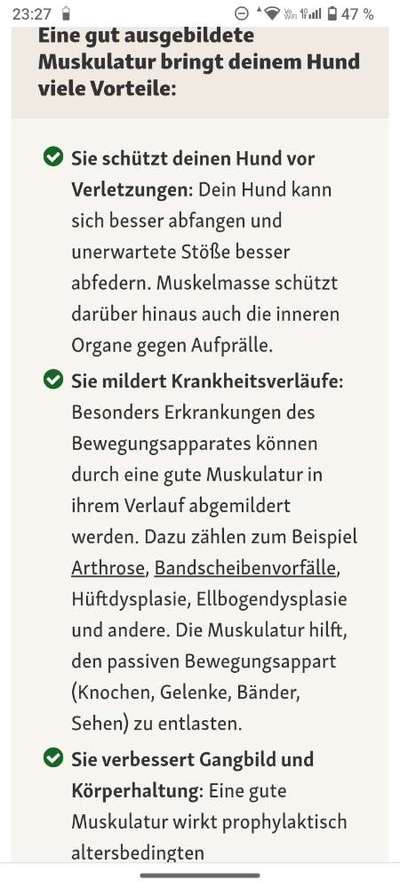 American Bully – Neue Einstufung als gefährlicher Hund in Braunschweig-Beitrag-Bild