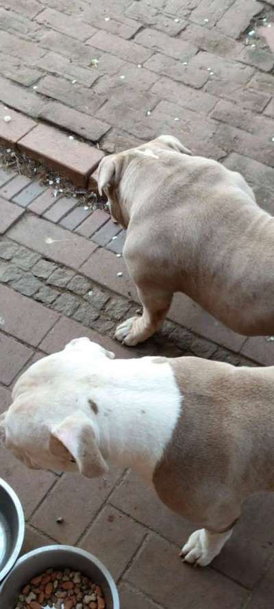 American Bully – Neue Einstufung als gefährlicher Hund in Braunschweig-Beitrag-Bild