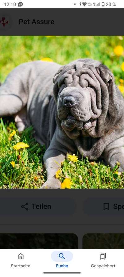 American Bully – Neue Einstufung als gefährlicher Hund in Braunschweig-Beitrag-Bild