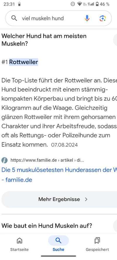 American Bully – Neue Einstufung als gefährlicher Hund in Braunschweig-Beitrag-Bild