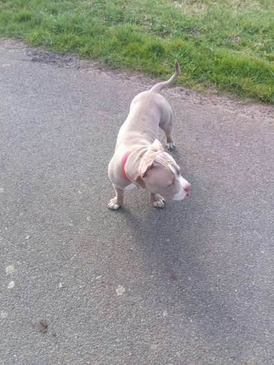 American Bully – Neue Einstufung als gefährlicher Hund in Braunschweig-Beitrag-Bild