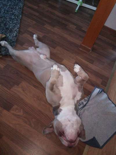 American Bully – Neue Einstufung als gefährlicher Hund in Braunschweig-Beitrag-Bild