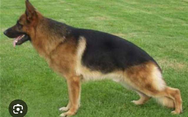 American Bully – Neue Einstufung als gefährlicher Hund in Braunschweig-Beitrag-Bild