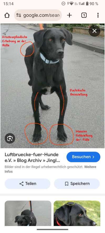 American Bully – Neue Einstufung als gefährlicher Hund in Braunschweig-Beitrag-Bild