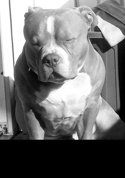 American Bully – Neue Einstufung als gefährlicher Hund in Braunschweig-Beitrag-Bild