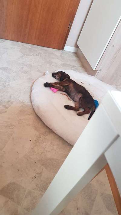 Welpen Bilder !-Beitrag-Bild