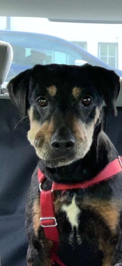 Unsere Fellnasen im Regenbogenland-Beitrag-Bild