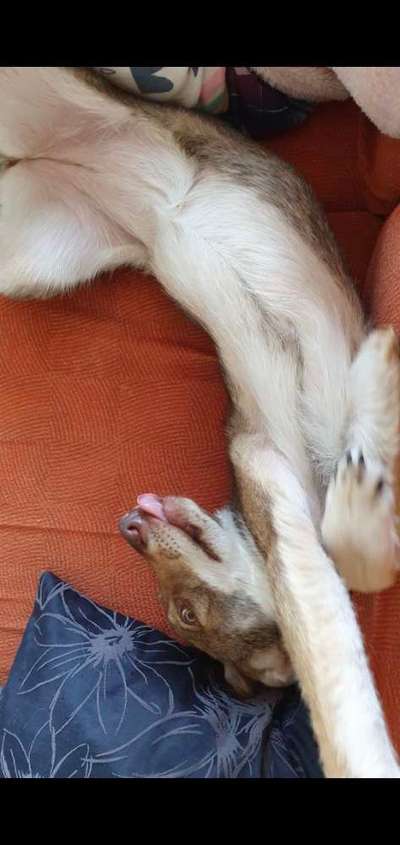 Die Dogorama Wochen Challenge-Beitrag-Bild