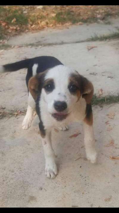 TierschutzhundeStammtisch🐕-Beitrag-Bild