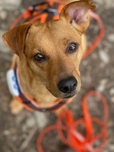 Hundetreffen-Paar mit Hund sucht andere Paare mit Hund 🐶-Bild