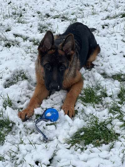 Hundetreffen-Welpentreffen-Bild