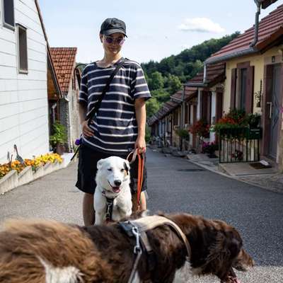 Hundetreffen-Gemeinsame Gassirunden oder Trainingseinheiten :)-Bild