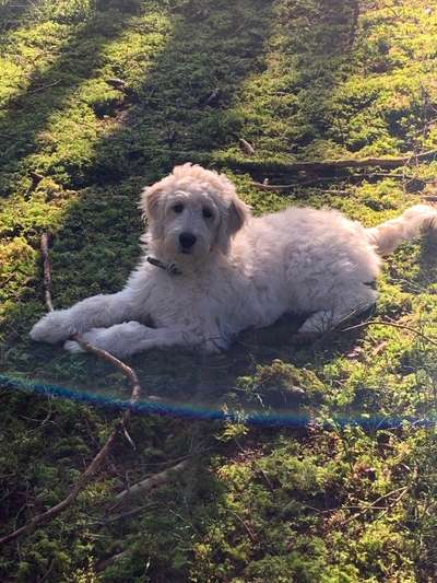 Goldendoodle-Beitrag-Bild