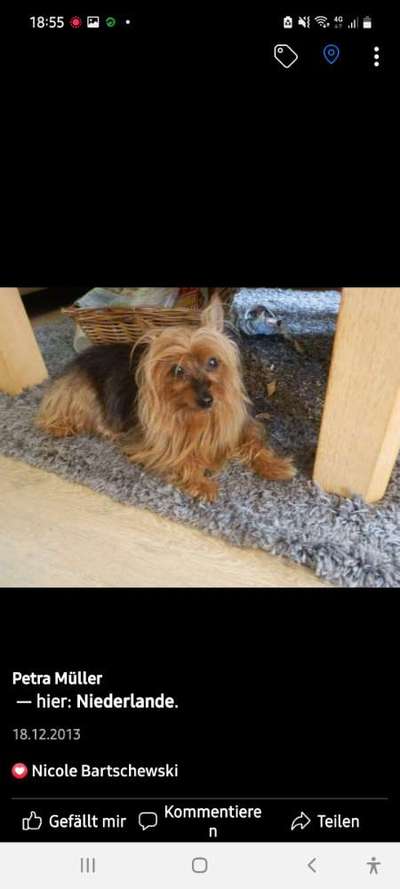 euer ältester Hund ?-Beitrag-Bild