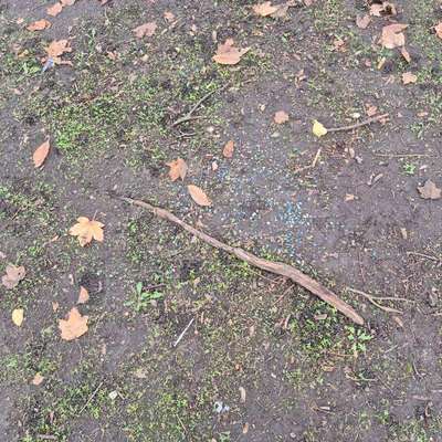 Giftköder-Möglicherweise Gift-Bild