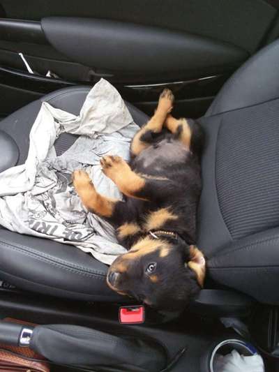 Welpenfotos-Beitrag-Bild