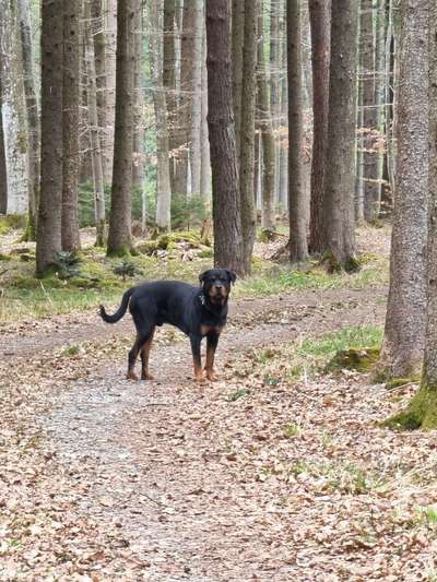 Welpenfotos-Beitrag-Bild