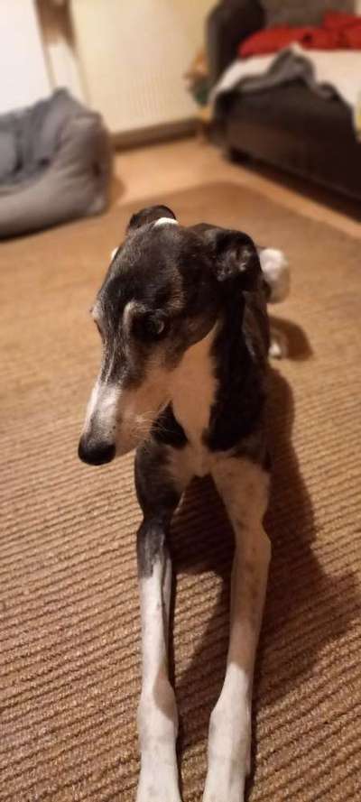 Windhunde - Treffen der besonderen Schönheiten
HERZLICH WILLKOMMEN-Beitrag-Bild