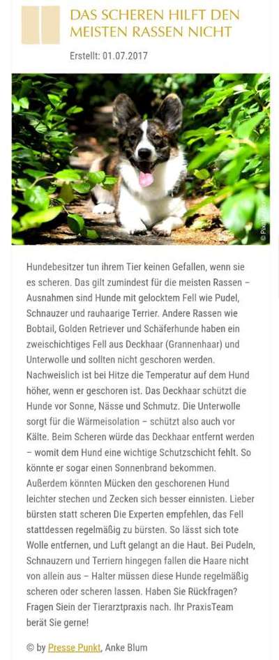 Mein Pomeranian ist komplett Lockig-Beitrag-Bild