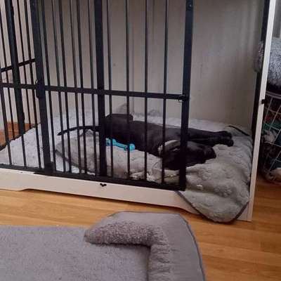 Hundebox für die Wohnung-Beitrag-Bild