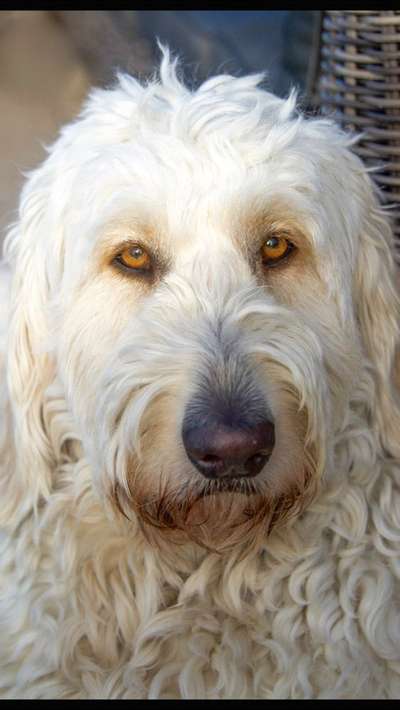 Dogorama Photo Challenge - Details Ganz nah-Beitrag-Bild