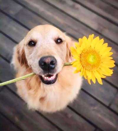 Dogorama Photo Challenge - Frühlingserwachen-Beitrag-Bild