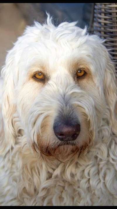 Unsere Fellnasen im Regenbogenland-Beitrag-Bild