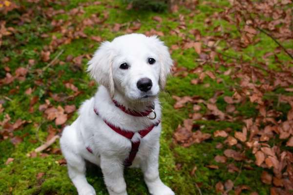 Wo sind die Golden Retriever Liebhaber?-Beitrag-Bild