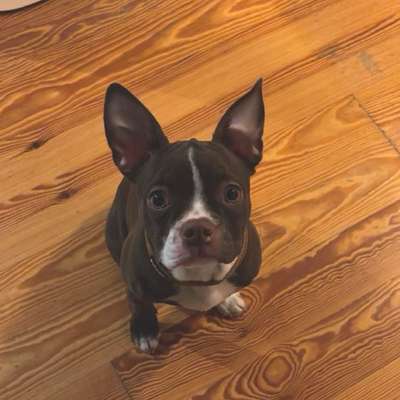 Hundetreffen-Spielrunde-Bild