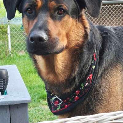 Hundetreffen-Playdate-Bild