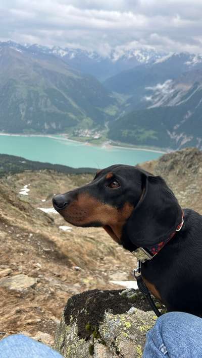 Hund abgegeben, weil Urlaub anstand? Leider kein Witz 😳-Beitrag-Bild