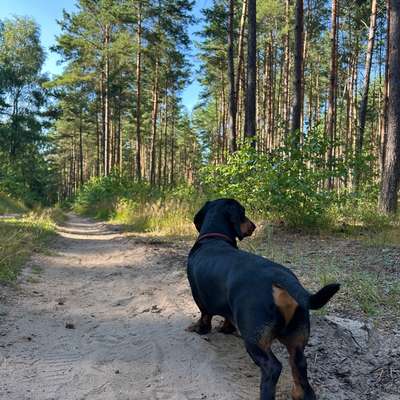 Hundetreffen-Suche Trainingspartner-Bild