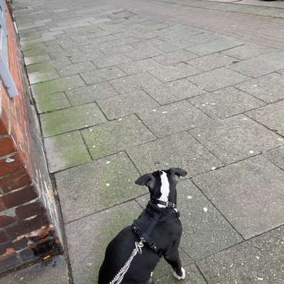 Hundetreffen-Spazieren-Bild